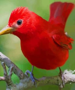 Red Bird paint by numbers