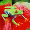 Red Eyed Frog paint by numbers