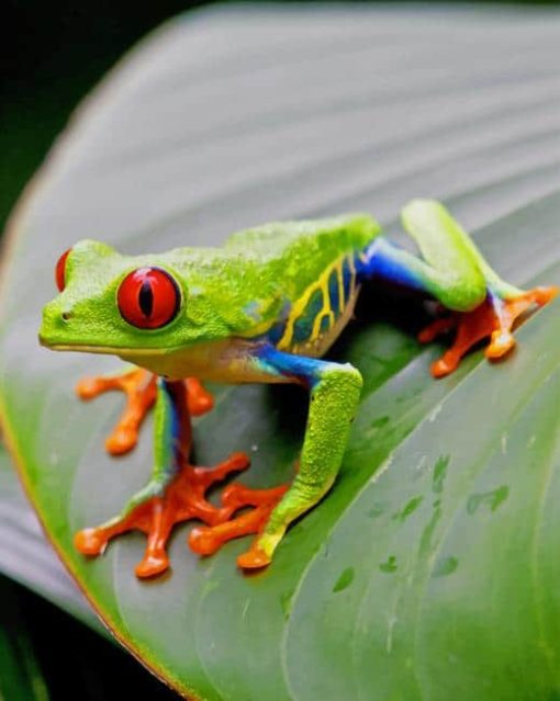 Red Eyed Tree Frog paint by numbers