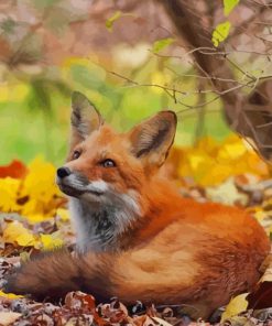 Red Fox In Forest paint by numbers