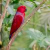 Red Parakeet paint by number