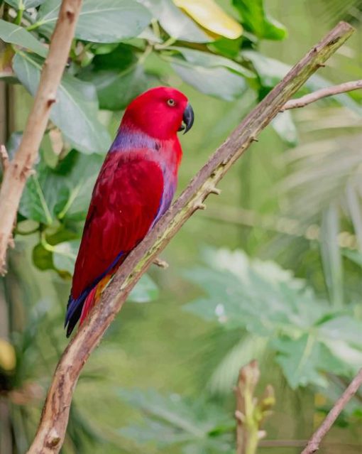 Red Parakeet paint by number