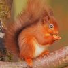 Red Squirrel paint by numbers