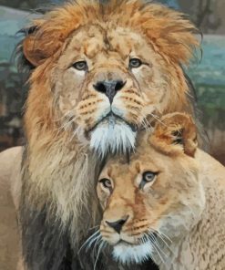 Romance Couple Lion and Lioness paint by numbers