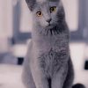 Russian Grey Cute Cat paint by numbers