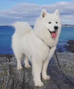 Samoyed Dog paint by numbers