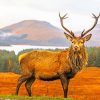 Scottish Stag In The Wilderness paint by numbers