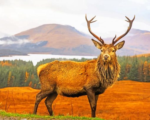 Scottish Stag In The Wilderness paint by numbers