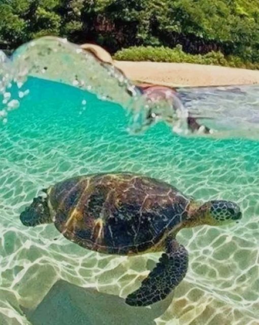 Sea Turtle In Clear Water Hawaii paint by numbers
