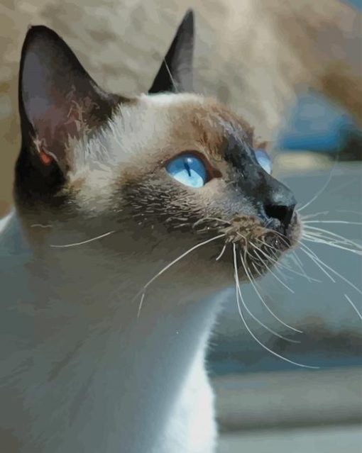 Siamese Cat Aesthetic paint by numbers
