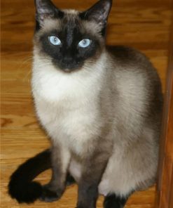 Siamese Cat paint by numbers
