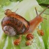 Snails paint by numbers