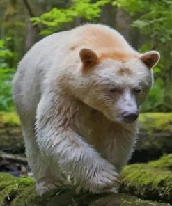 Spirit Bear paint by numbers