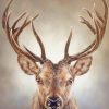 Stag Painting paint by numbers