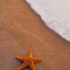 Starfish On The Beach paint by numbers