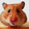 Sweet Hamster paint by numbers