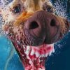 Swimming Dog paint by numbers
