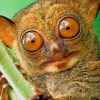 Tarsier Animal paint by numbers