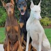 Three Doberman Pinscher Dogs paint by numbers