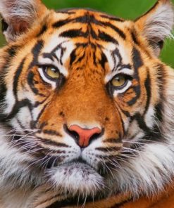 Tiger Animal paint by numbers