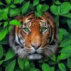 Tiger with Green Eyes paint by numbers