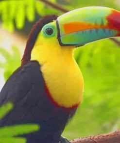 Tucan Bird paint by numbers