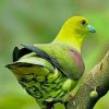 Wedge Tailed Green Pigeon paint by numbers