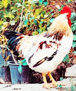 white and red chicken rooster painting by numbers