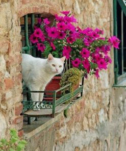 White Cat In A Window paint by number