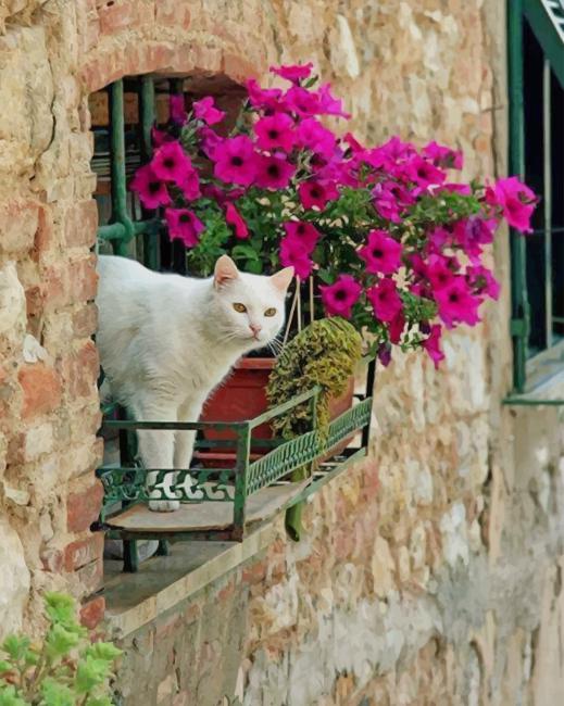 White Cat In A Window paint by number