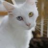 White Cat With Blue and Yellow Eyes paint by numbers