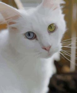 White Cat With Blue and Yellow Eyes paint by numbers