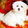 white cute puppy dog painting by numbers