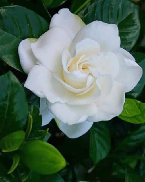 White Rose Flower paint by numbers