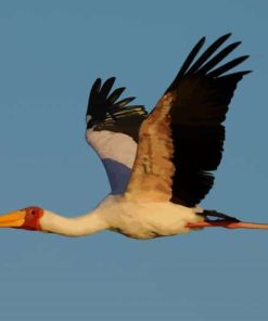 White Stork paint by numbers