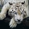 White Tiger paint by number