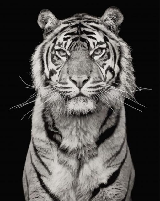 white tiger portrait photography paint by numbers