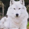 White Wolf paint by numbers