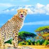 african cheetah painting by numbers
