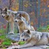 Wolves in The Wild paint by numbers