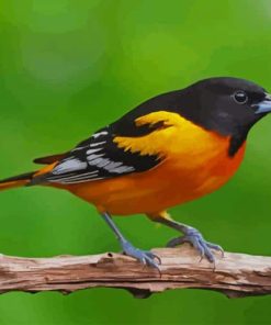 Yellow and Black Bird paint by numbers