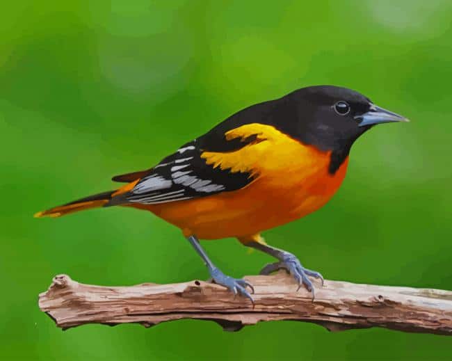 Yellow and Black Bird paint by numbers