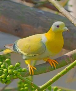 Yellow Footed Green Pigeon paint by numbers