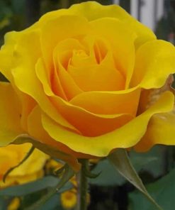 Yellow Rose paint by numbers