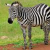Zebra African paint by numbers