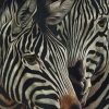 Zebra Animals paint by numbers