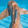 Zebra Shark paint by numbers