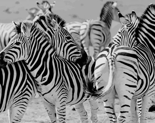 Zebras Black And White paint by number