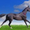 Akhal Teke Horse painting by numbers