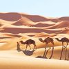 Arabic Camels In Desert paint by numbers